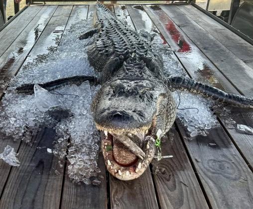 Article Image Alt Text