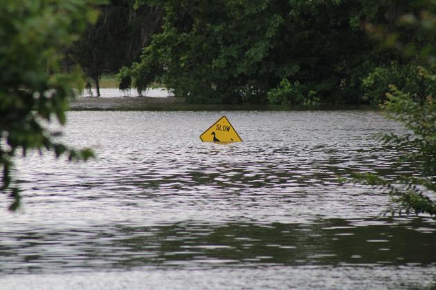 Article Image Alt Text