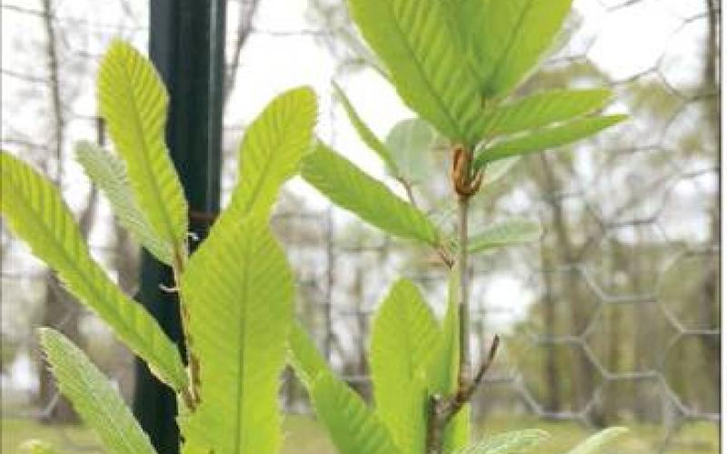 Article Image Alt Text