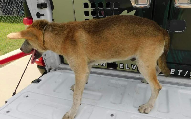 Article Image Alt Text