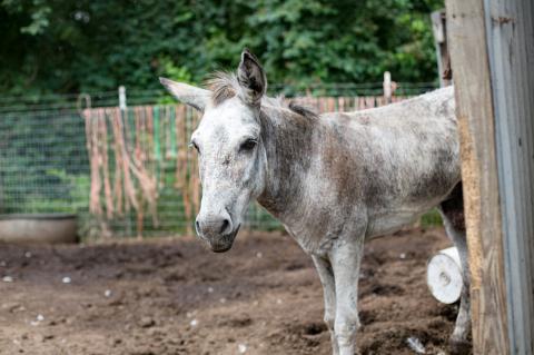 Article Image Alt Text