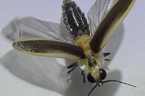 Article Image Alt Text