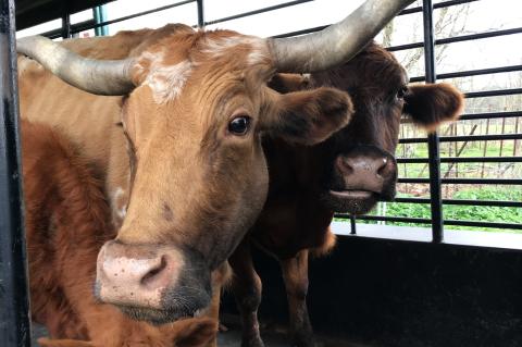 Article Image Alt Text