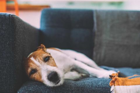 Article Image Alt Text