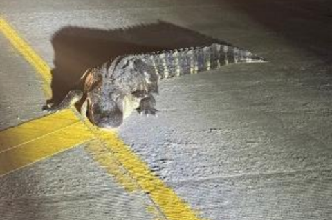 Article Image Alt Text